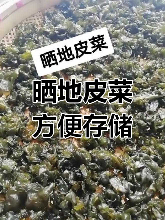 地皮菜晒干保存,随时享用