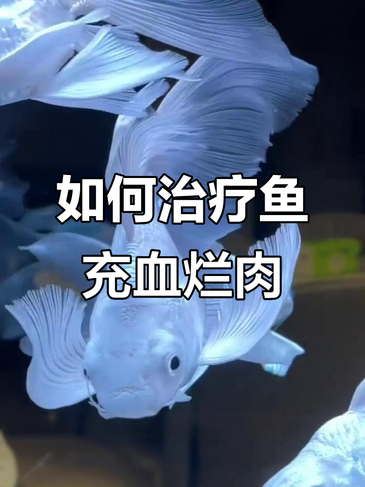 鱼充血烂肉怎么办？水质和药物双管齐下