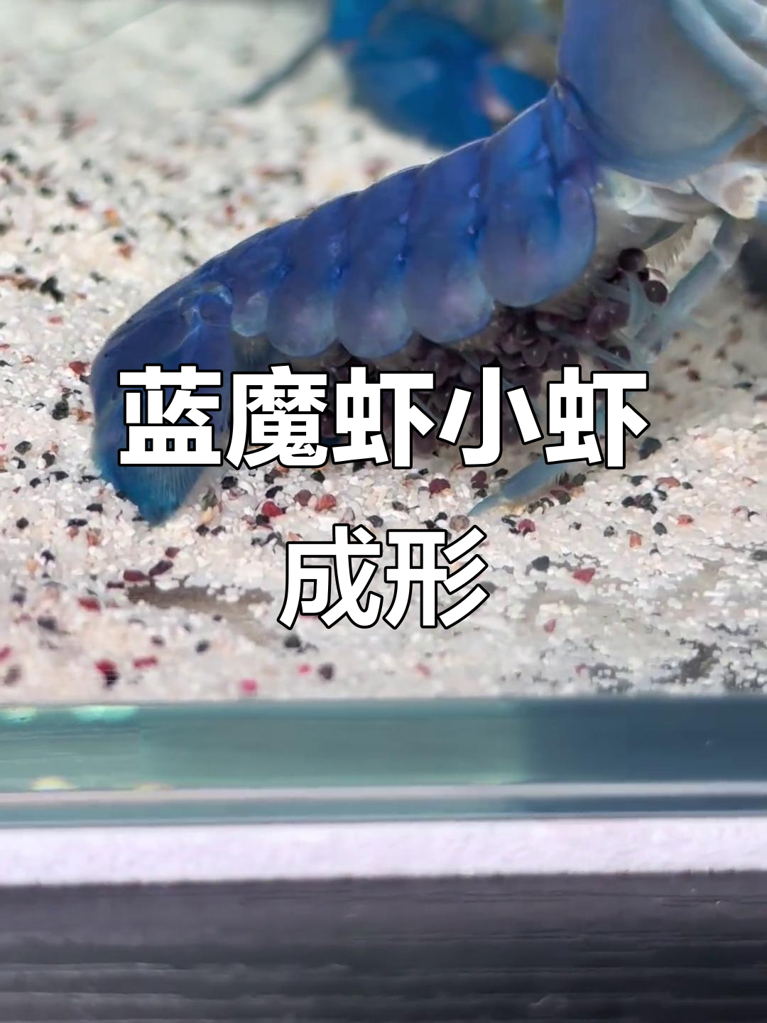 小虾眼睛长出来了,孵化过程太神奇了!