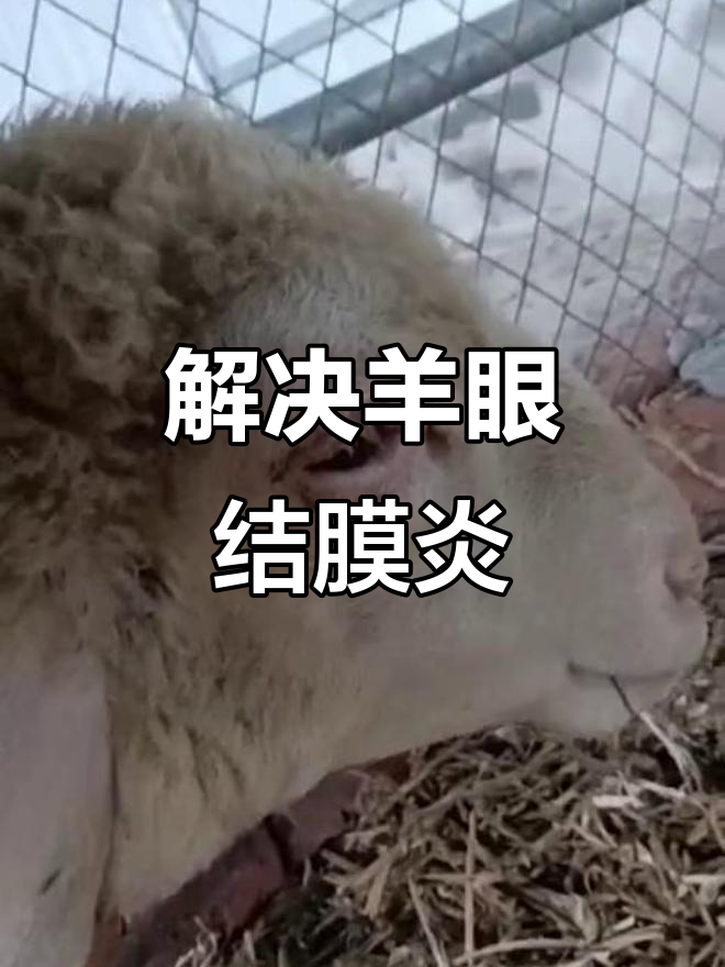羊眼睛红肿流泪?教你快速解决方法