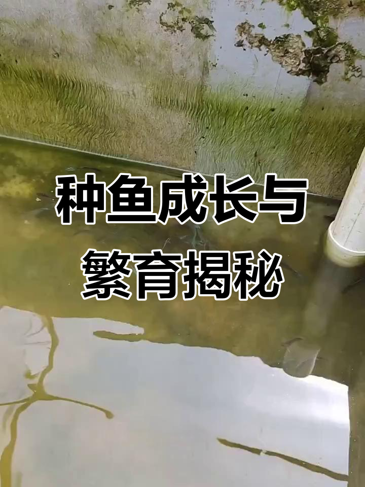 鱼友们,来看看这些极品种鱼的成长与繁殖过程