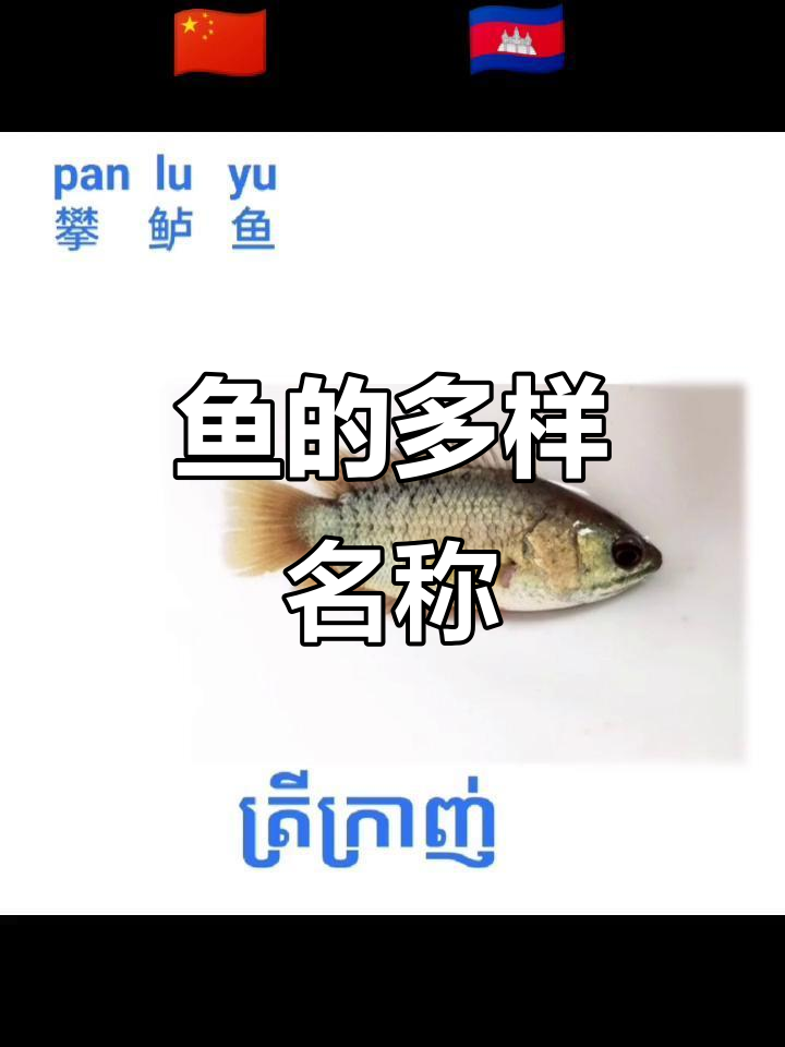 这些鱼有多个名字，时间有限，先教一个