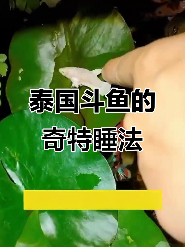 泰国斗鱼竟然躺着睡觉,叶子当床太神奇了!