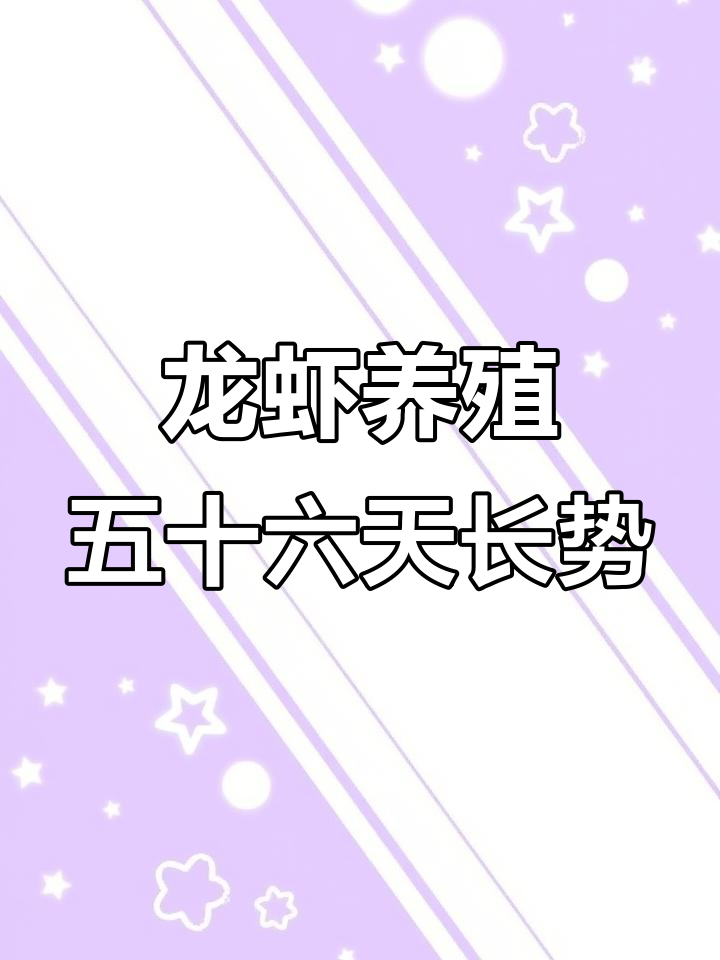 澳洲大龙虾养殖进展:从放苗到第五十六天,生长速度惊人