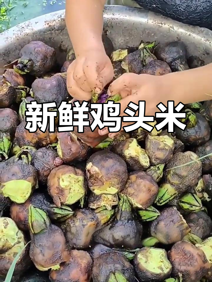 鸡头果的独特形态与美味