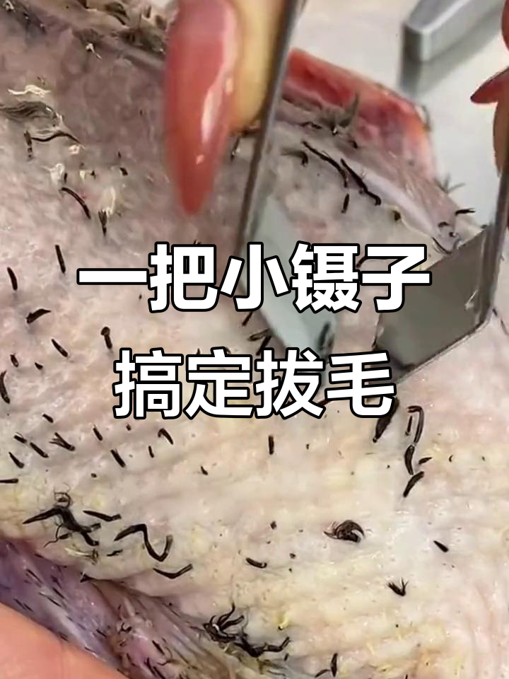 轻松拔毛,省时又省力!这款小镊子让猪鸭羊毛一夹即掉