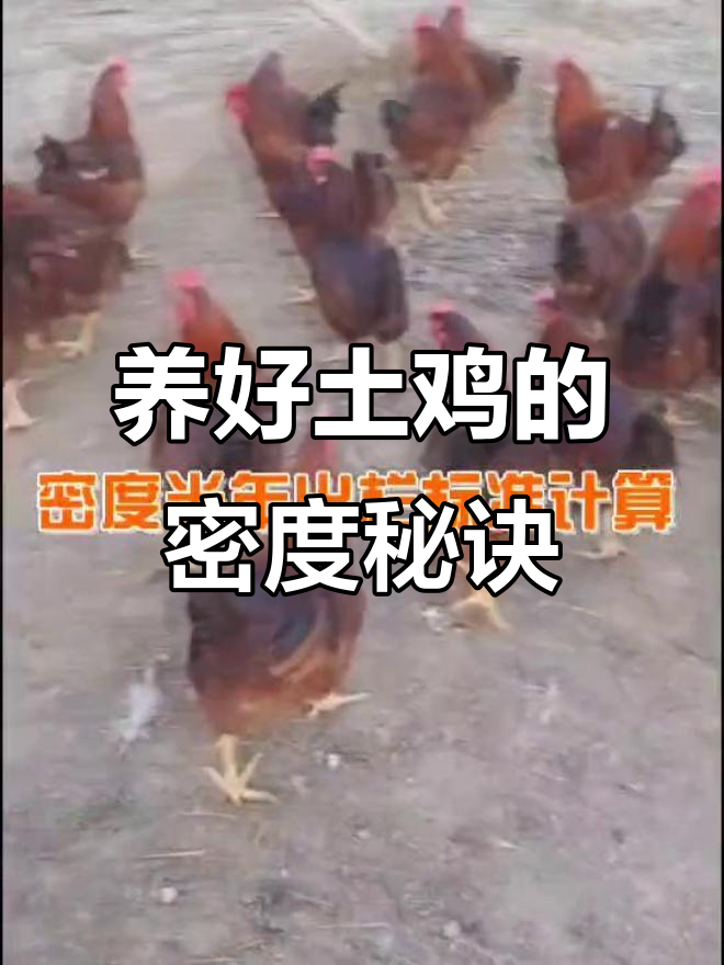 土鸡养殖密度标准,果园、草地都能养多少只?