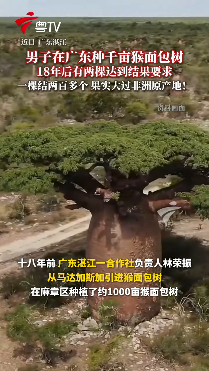 你听说过猴面包树吗?原来这种来自非洲的树在广东也能存活