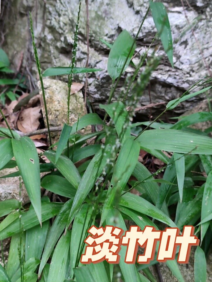 淡竹叶,泡茶熬粥,清热解暑去火,药食两用