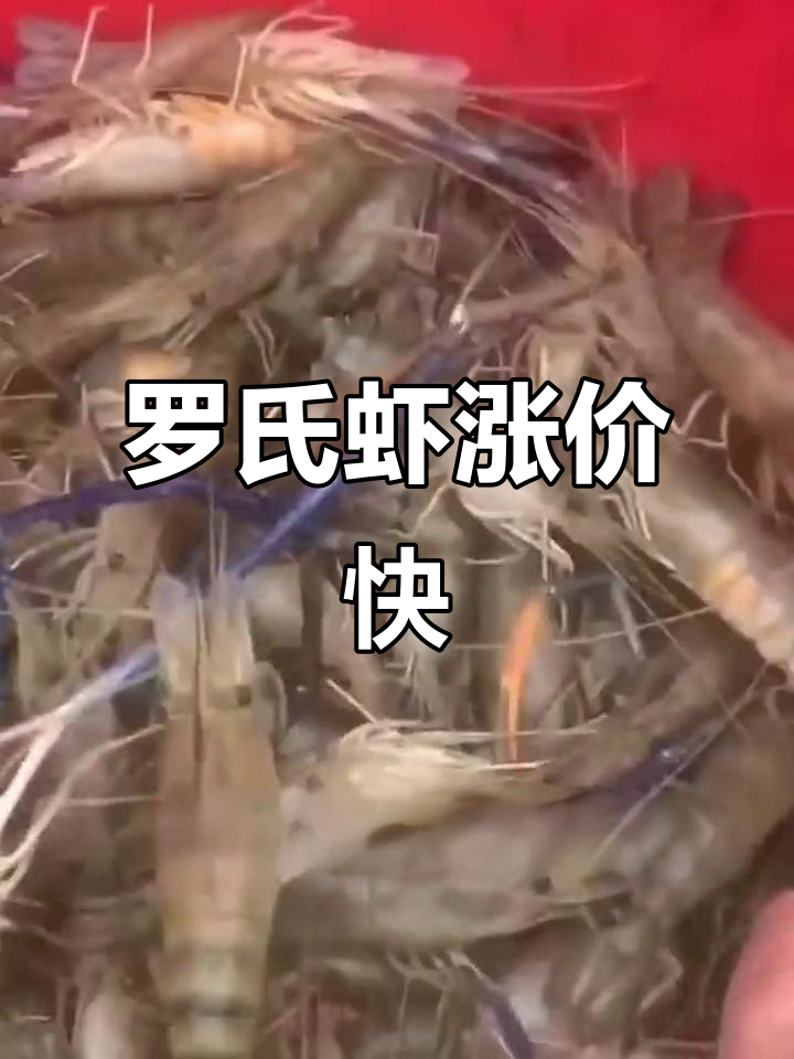 罗氏虾价格暴涨,市场供不应求!养殖户如何应对?
