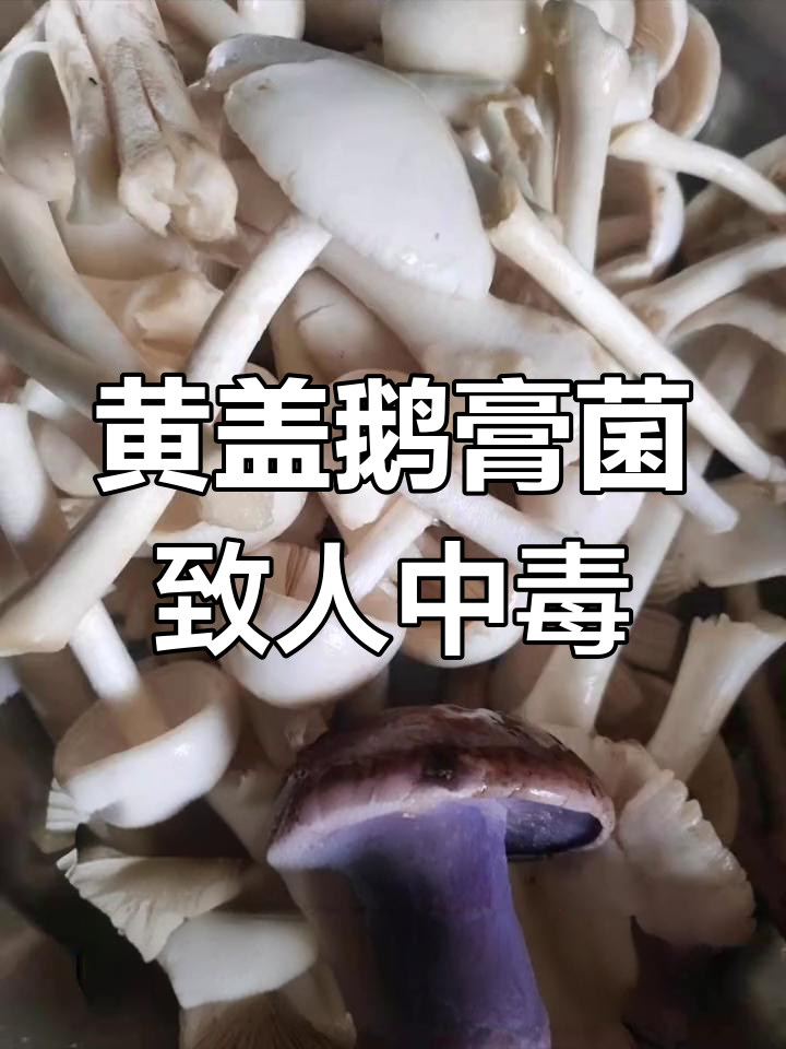 潍坊误食剧毒蘑菇,黄盖鹅膏菌白色变种引发中毒