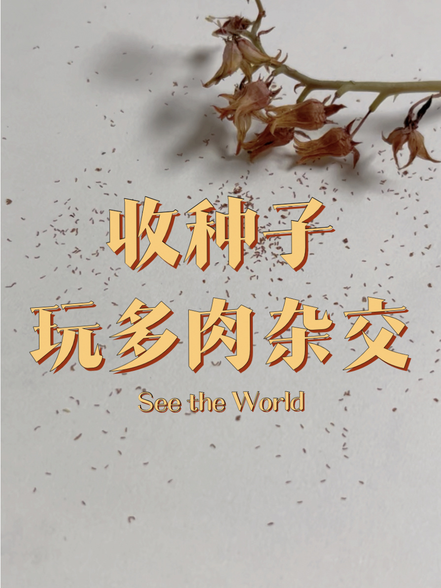 多肉种子,从种荚取出全过程,你也可以玩杂交