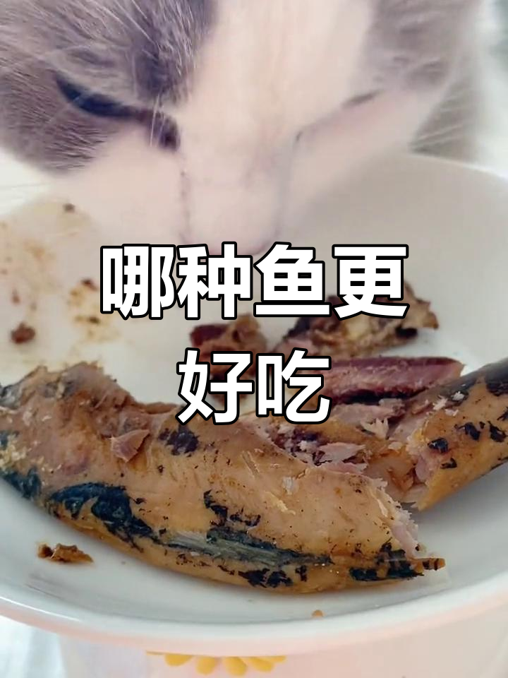 沙丁鱼与鲭鱼的口感对比