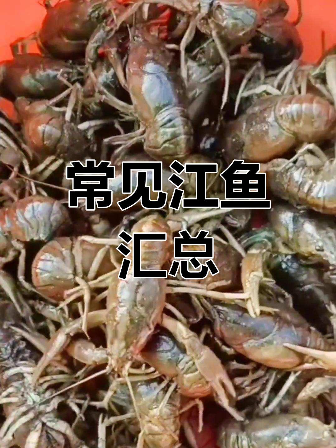 中国江鱼种类大全