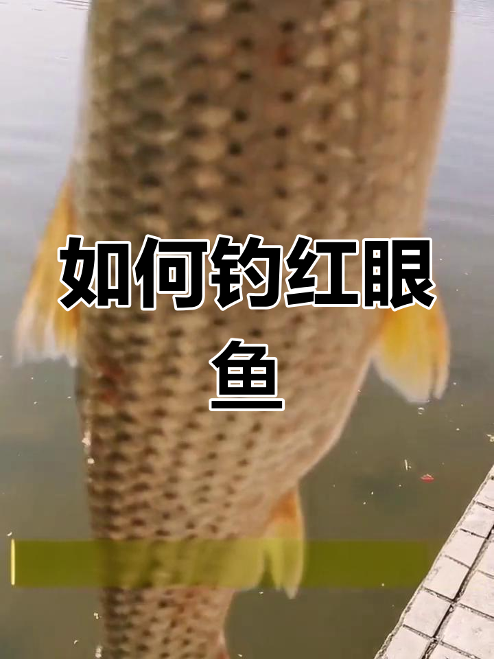 赤眼鳟钓法全攻略:如何选择钓位、饵料和装备