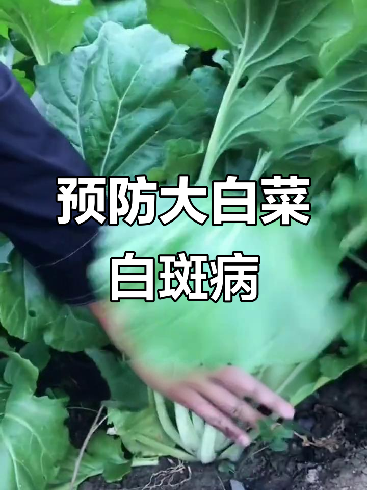 大白菜白斑病防治技巧,提高产量与质量