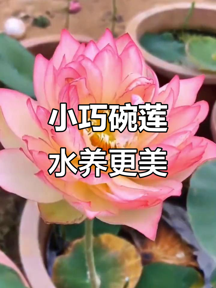 碗莲:小而美,水中开花,禅意满满