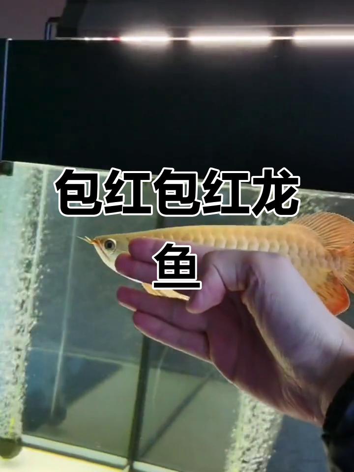 红龙鱼发色大揭秘，如何从无到有打造惊艳效果