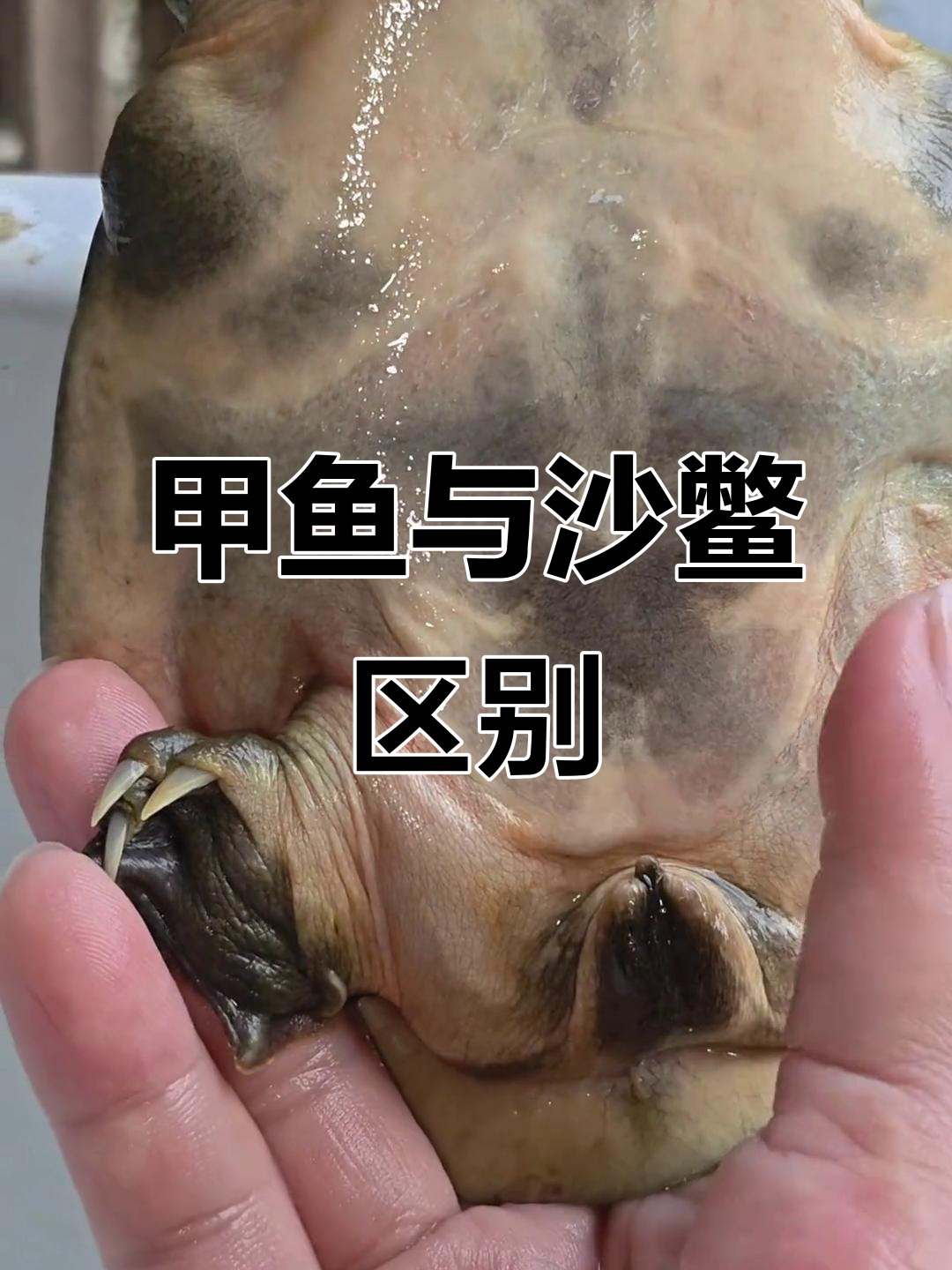 甲鱼和沙鳖的区别,你分得清楚吗?