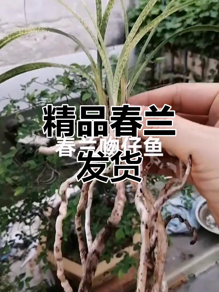 春兰吻仔鱼,湖北兰花爱好者必赏