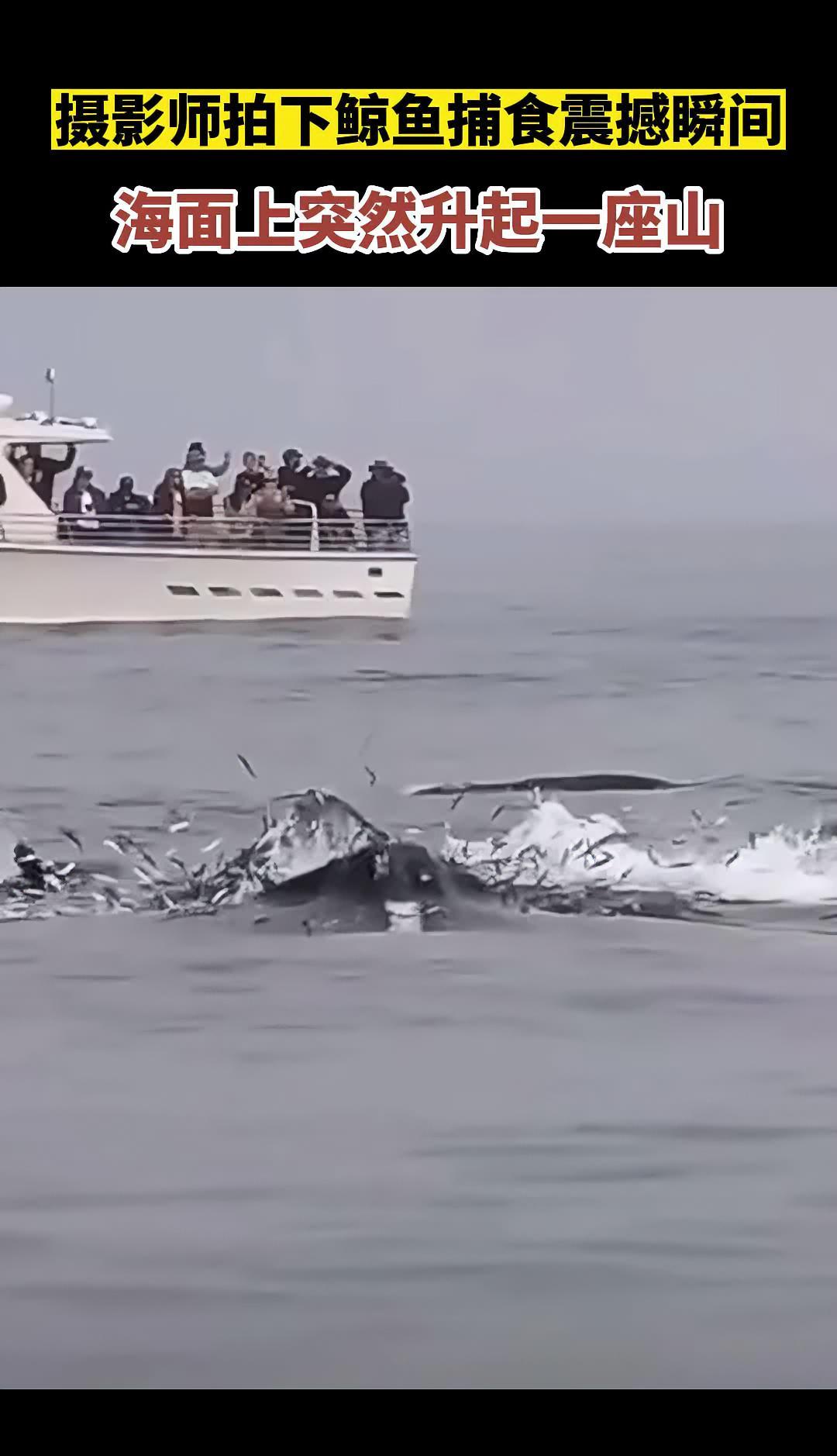 摄影师拍下鲸鱼捕食震撼瞬间,海面上突然升起一座山!