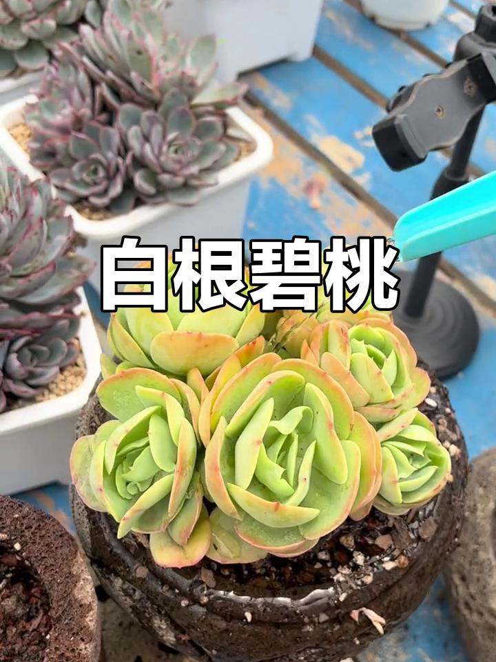 碧桃多肉,白根美丽,夏季也能轻松养护