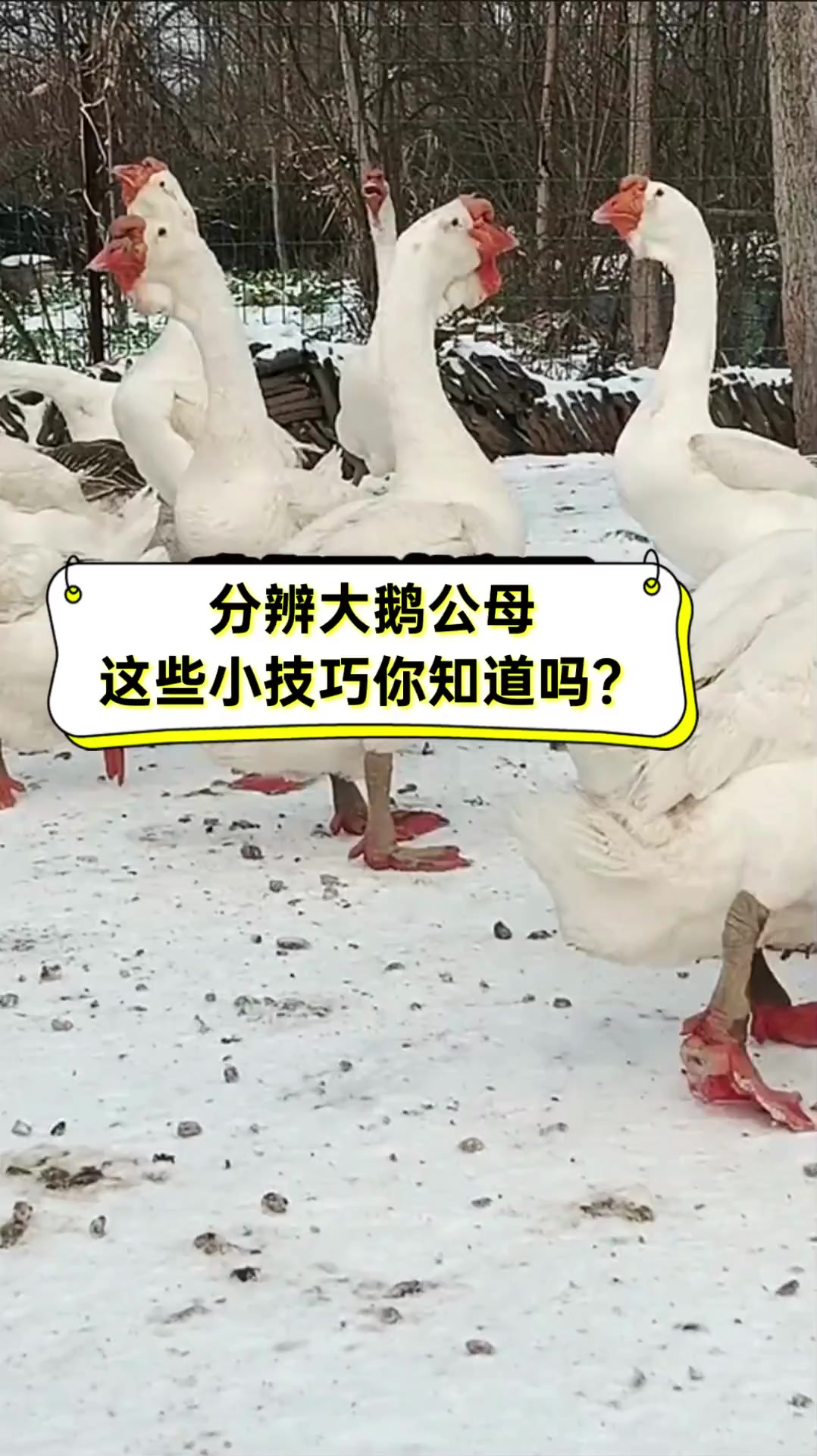 分辨大鹅公母,这些小技巧你知道吗?