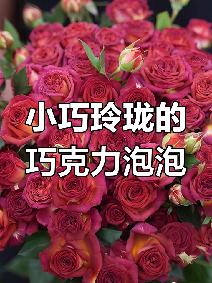 巧克力泡泡月季:小而美,多头玫瑰带来香气与美丽