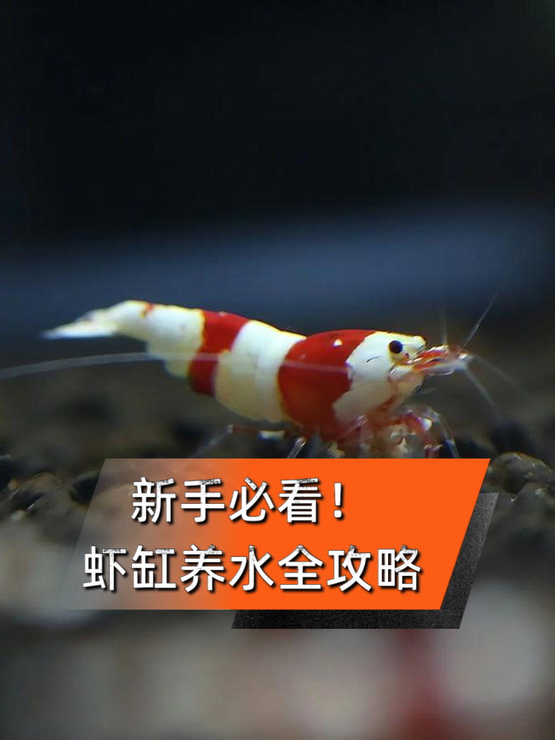 新手必看!虾缸养水全攻略
