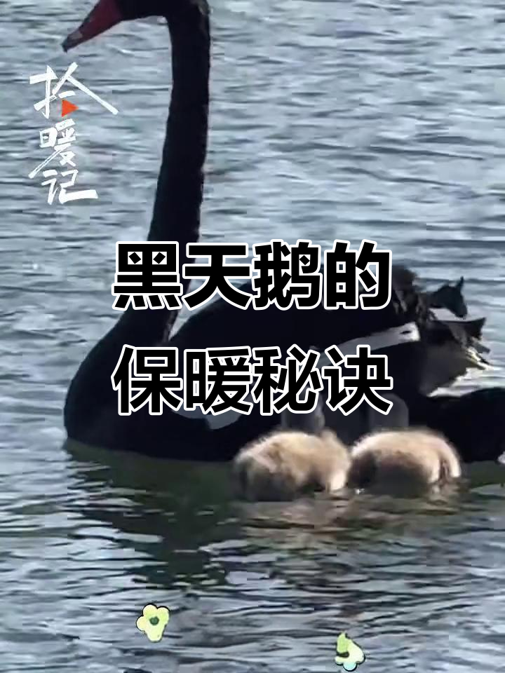 黑天鹅妈妈用羽毛为幼崽筑起“保温墙”,38℃高温下的生死时速
