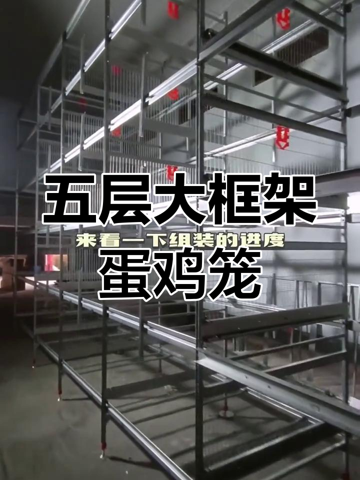 五层蛋鸡笼组装现场，清粪机与龙网安装进展