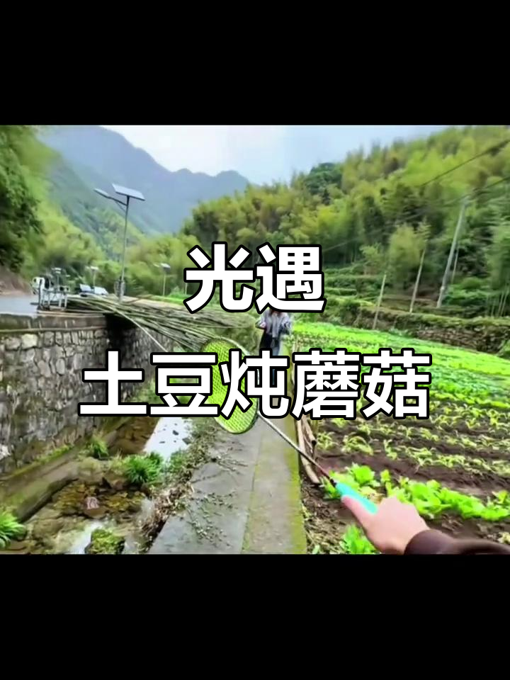 土豆炖蘑菇,南墙撞破也不回头
