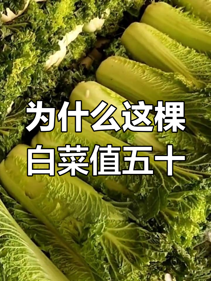 玉田包尖白菜为何能卖50元一棵?品质背后的秘密