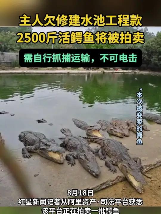 修鳄鱼池欠工程款,2500斤鳄鱼被法拍 公告还特别提醒,竞买人竞得拍卖物、交齐拍卖成交价款