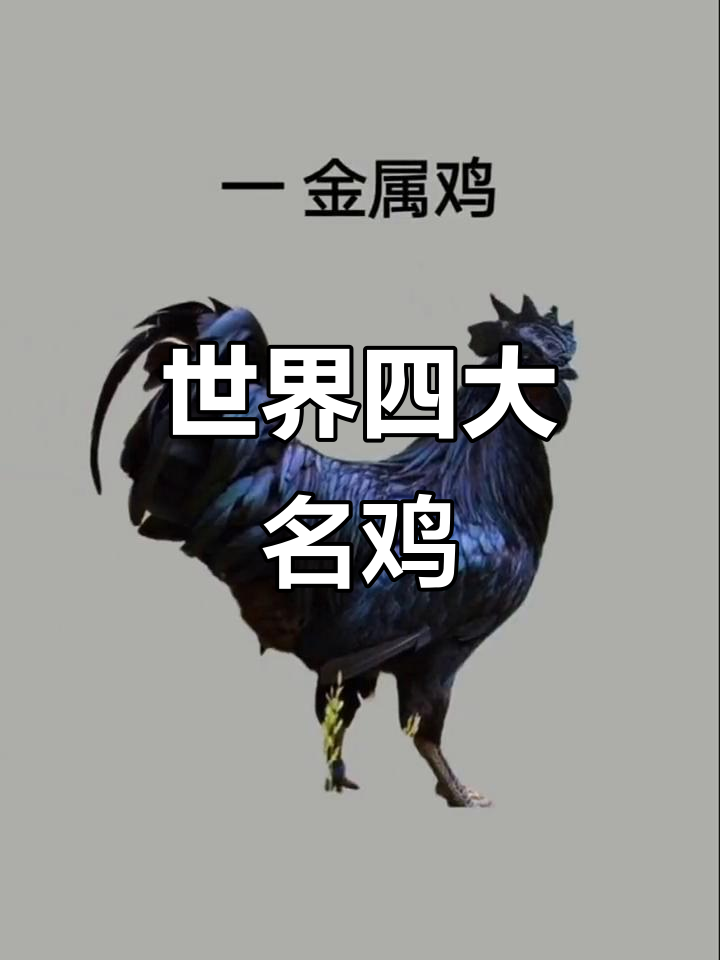 揭秘世界上最昂贵的四种鸡,看看你了解吗?