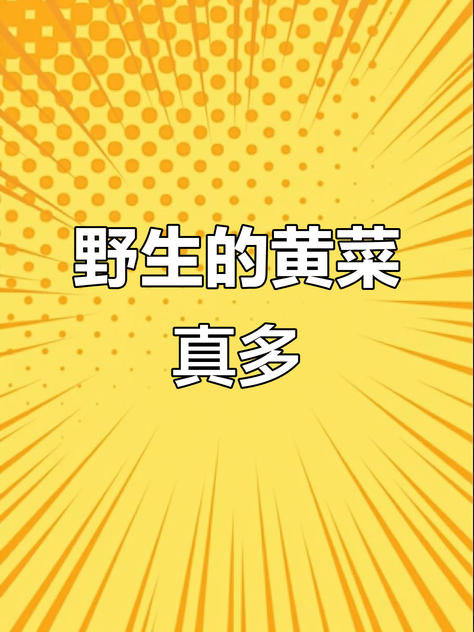 农村野生黄菜大丰收,累并快乐着