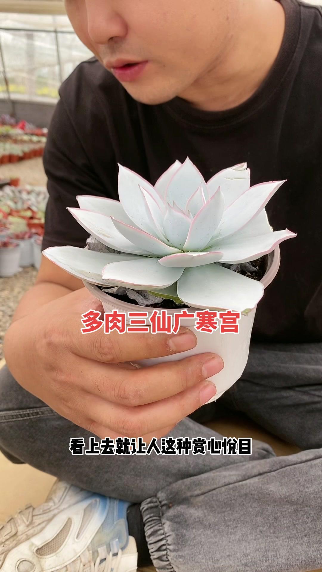 多肉三仙广寒宫的养护。多肉植物 爱生活爱养花