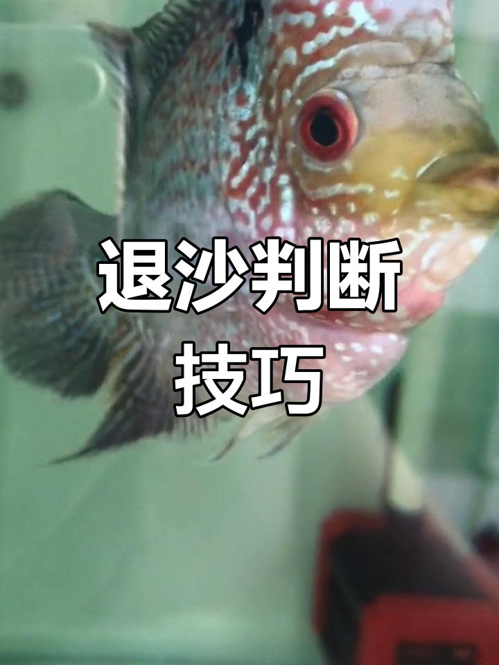 退沙标准揭秘,快来看看你的鱼是否达标!