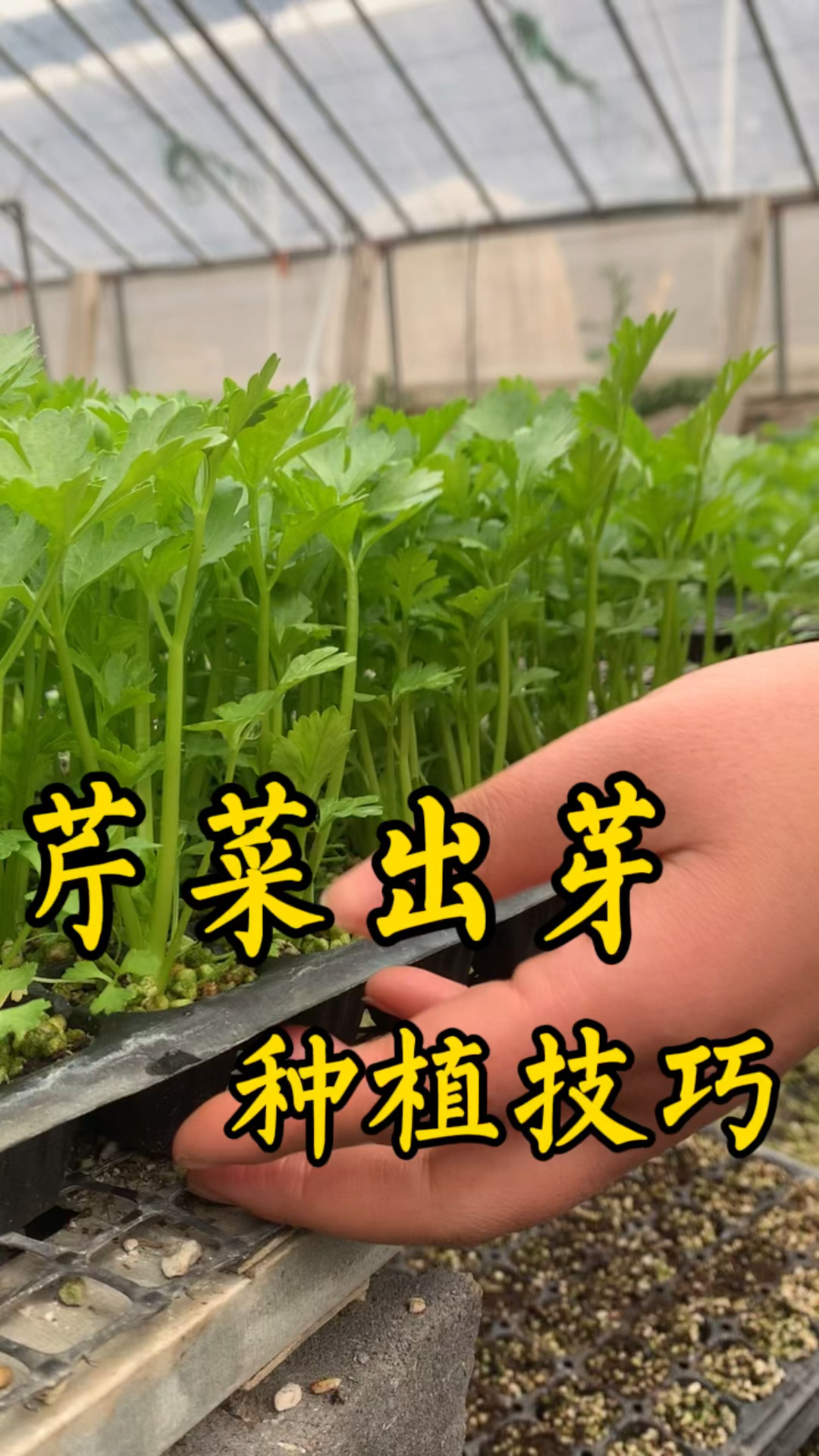 芹菜出芽技巧