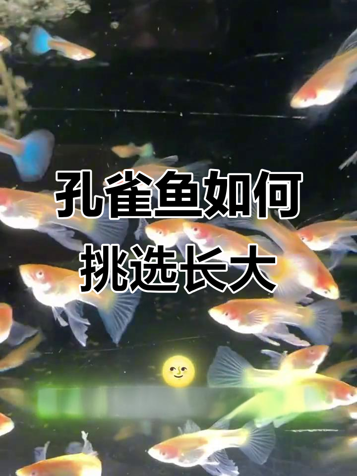 孔雀鱼成长全纪录:从苗到成鱼的蜕变过程