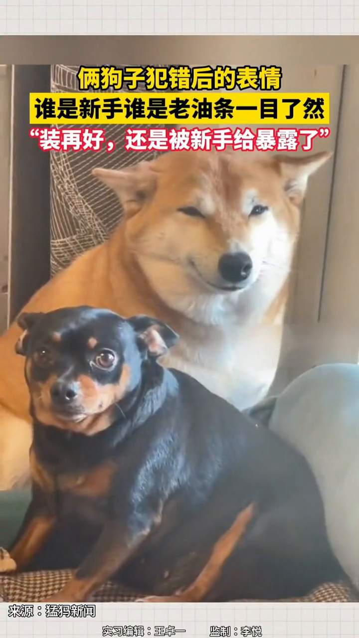 两只狗子犯错后的表情,谁是新手谁是老油条一目了然