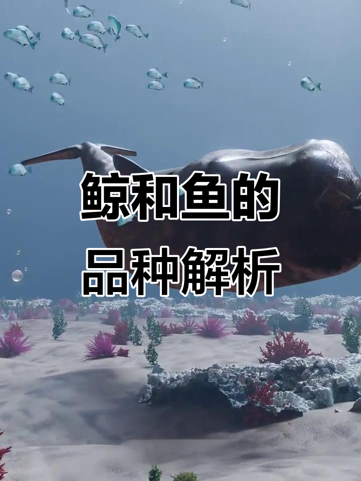 鲸鱼与飞鱼的种类大揭秘,带你了解海洋生物的多样性