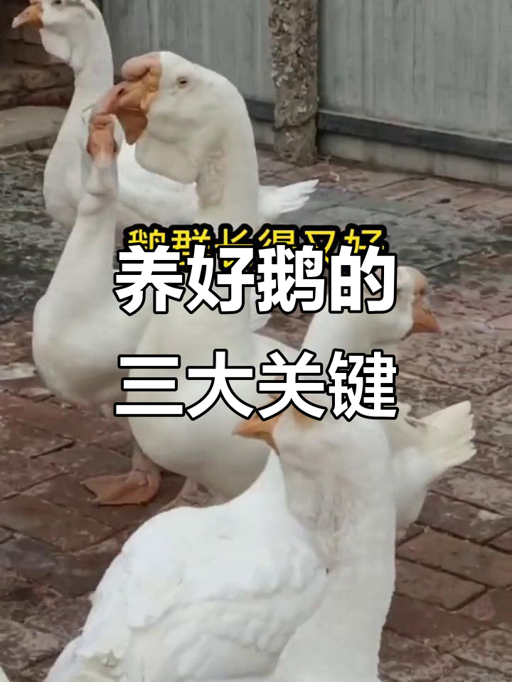 农村养鹅必过的三关,掌握这些技巧轻松养殖