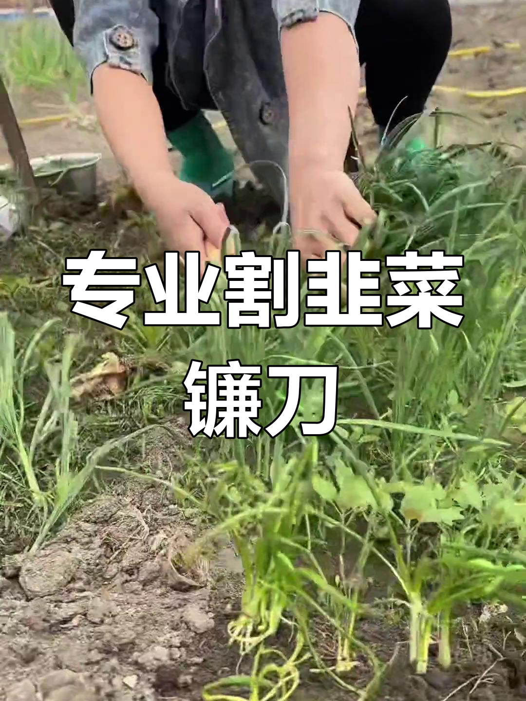 割韭菜必备镰刀,锋利耐用实木手柄设计