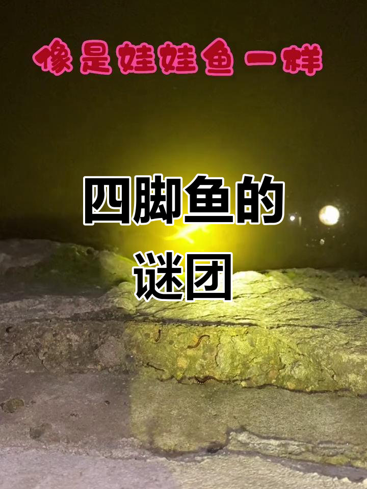 这鱼竟然有四条腿,真是奇怪!