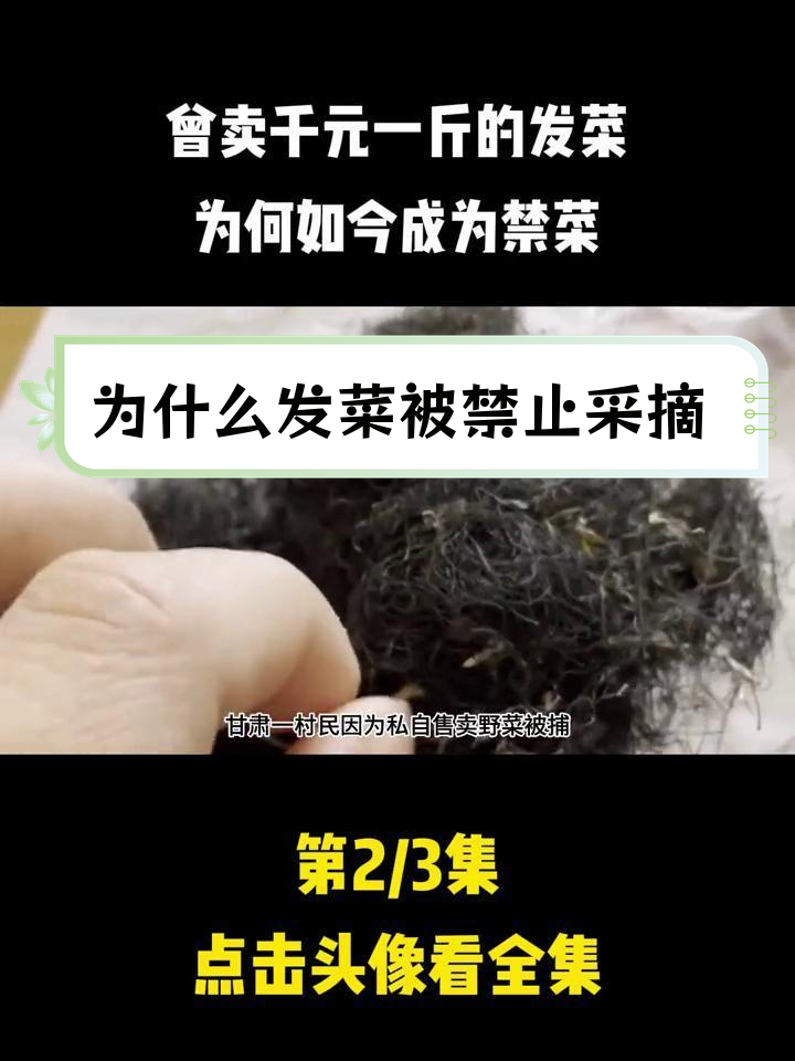 发菜为何成禁采植物?
