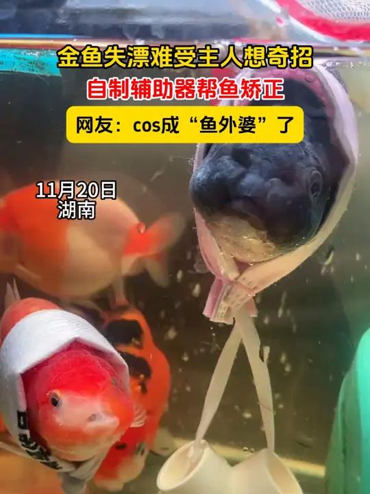 金鱼失漂难受主人想奇招,自制辅助器帮鱼矫正,网友:cos成“鱼外婆”了