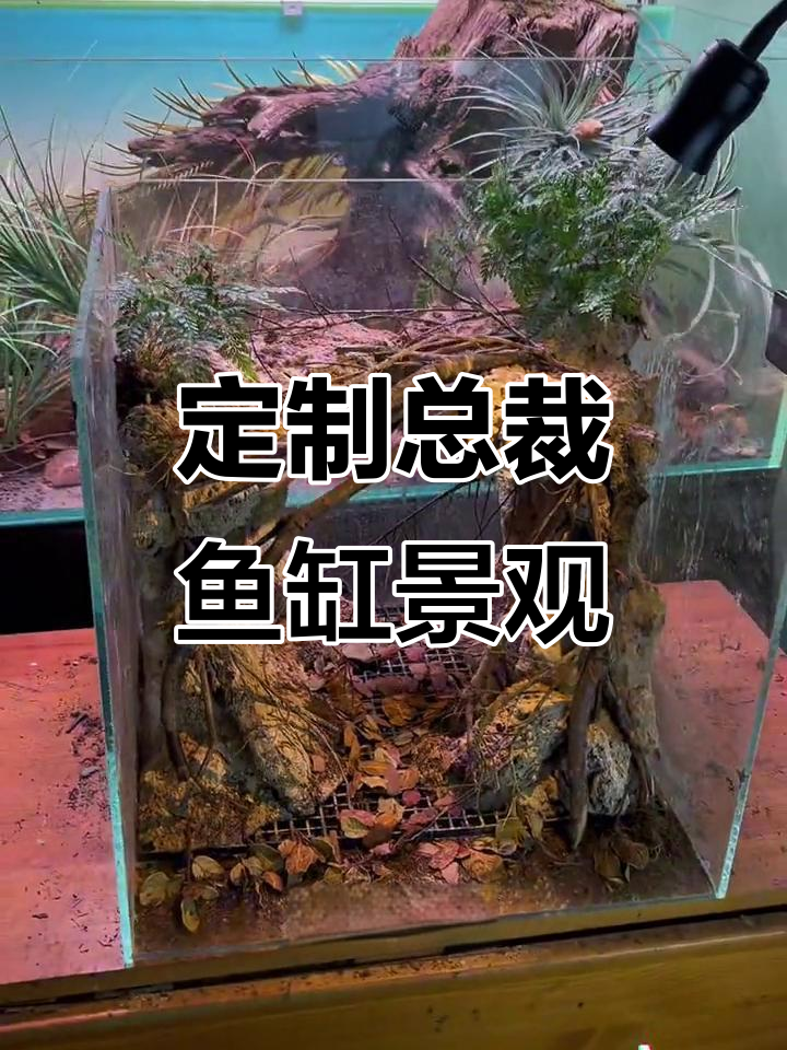 总裁专属鱼缸造景,蓝莓森林与雷龙共舞