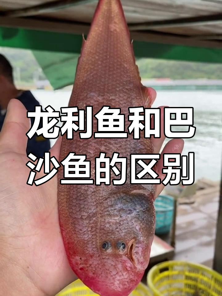 龙利鱼与巴沙鱼的本质区别