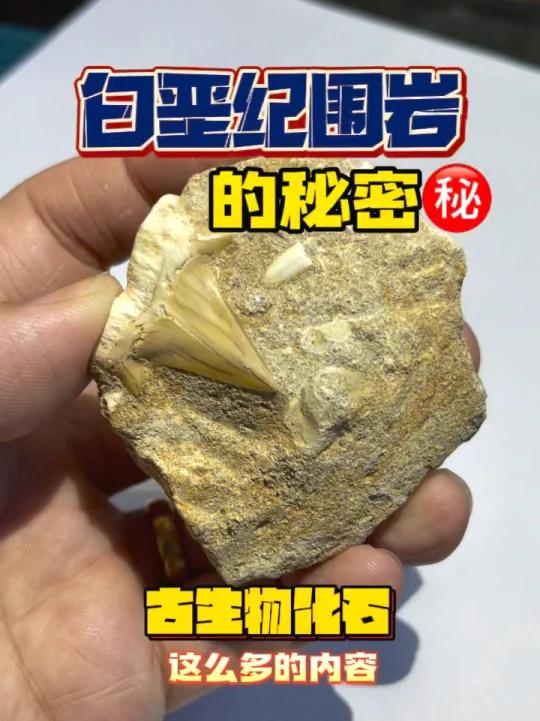 「古生物化石」白垩纪围岩中的秘密